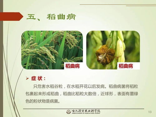 黨建引領謀發(fā)展 科技助農備春耕 網(wǎng)絡課堂 水稻常見病蟲害的識別與防治 一 水稻病害