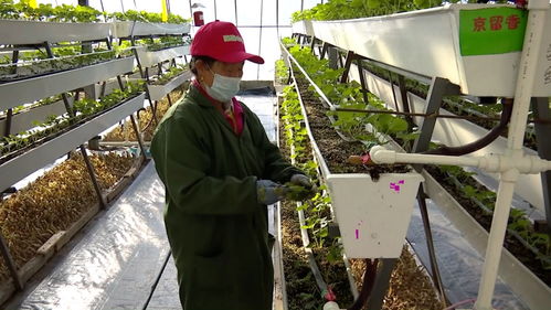 科技草莓香飄同江，智慧農業(yè)助農增收譜新篇