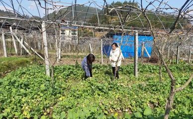 壽寧犀溪 科技特派員田間“把脈問診”，精準(zhǔn)助力春耕生產(chǎn)