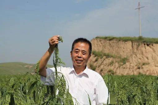 糜子 抗逆先鋒作物與未來智慧食品的農(nóng)業(yè)科技新篇章